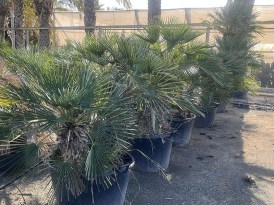 Chameorops Humilis 100.000_mod